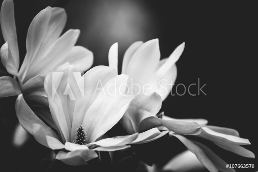 Picture of magnolia flower on a black background